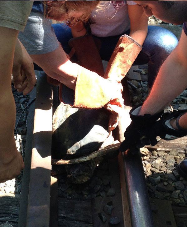 Как спасали черепаху, застрявшуя на жд-путях