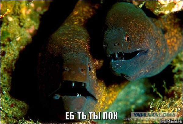Маркетинг для лоха