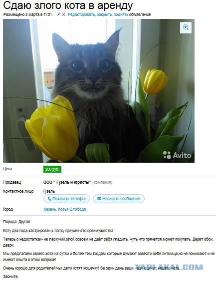 Просто картинки