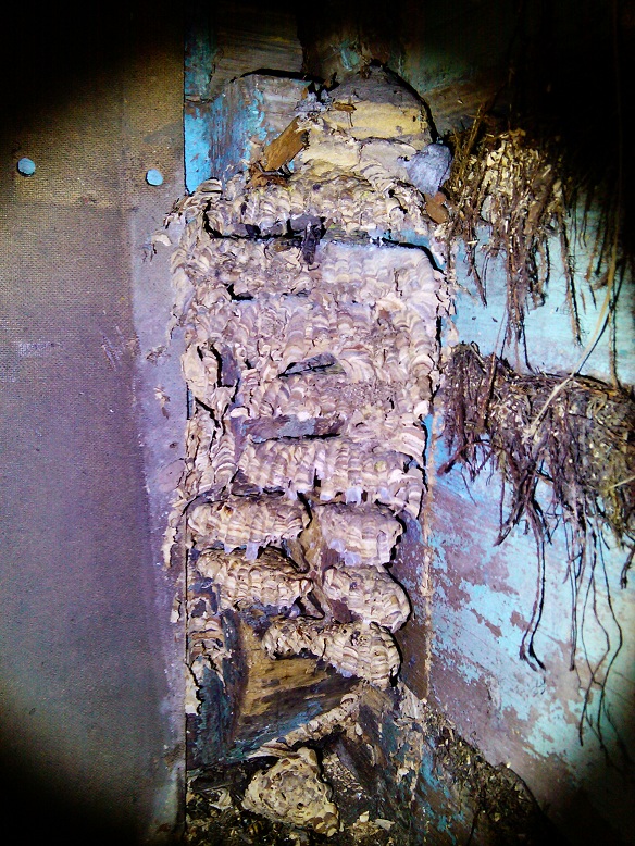 Вскрываем осиное гнездо