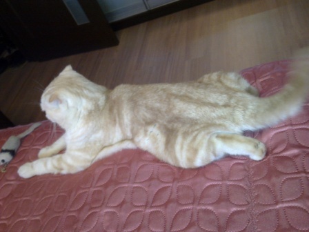 Котовторник 28.07.2015