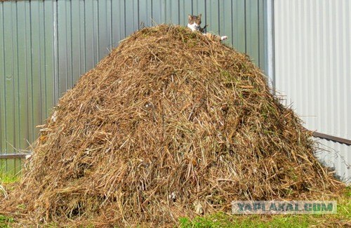 Вышел на балкон покурить.. и увидел это..