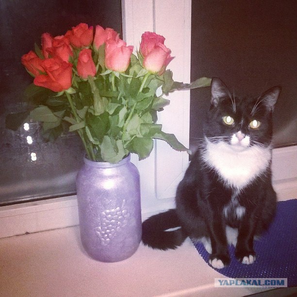 Котовторник 19.01.2016
