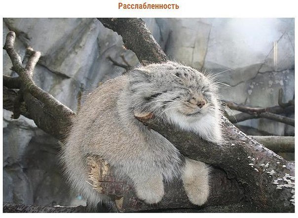 Мохнатые беспредельщики