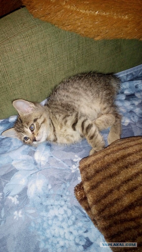 Котовторник 12.07.2016
