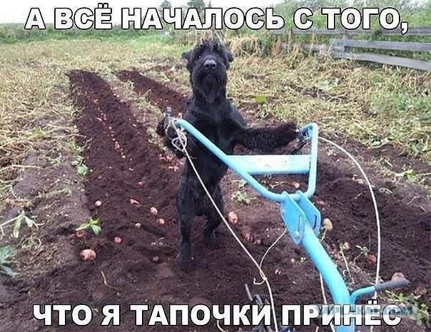 Картинки из интернетов