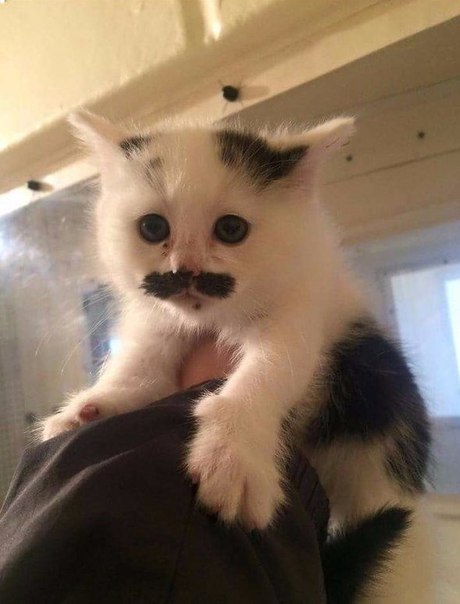 Прикольные животные