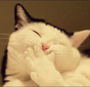 Прикольные животные
