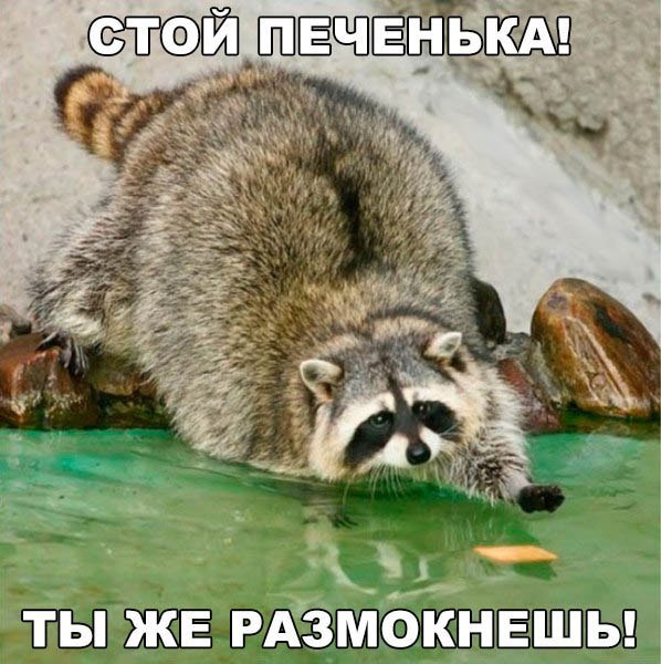 Прикольные животные