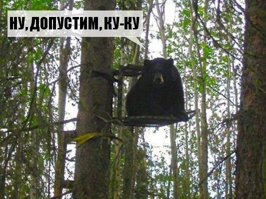 Прикольные животные