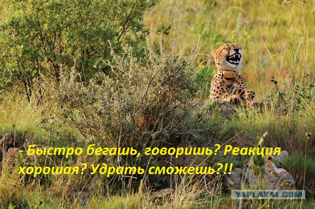Победители конкурса самых смешных фотографий дикой природы 2016