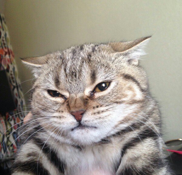 Коты из сети