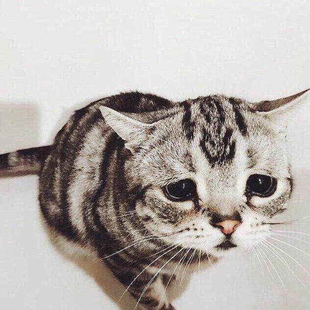 Коты из сети