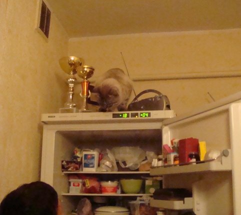 Коты из сети