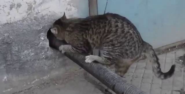 Коты из сети