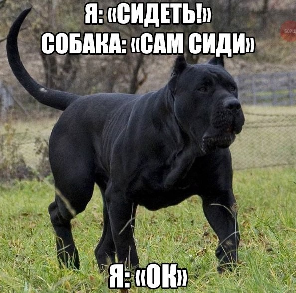 Всячина. Картинки и тексты картинками