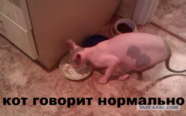 Опасный соперник (18+)
