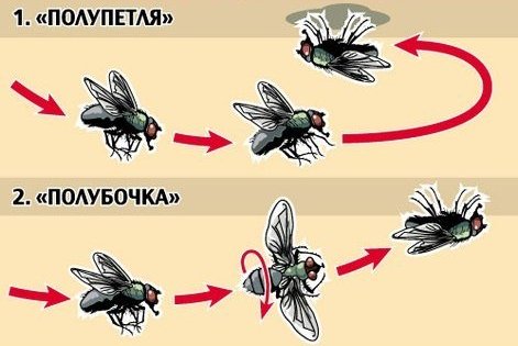 Почему летучие мыши висят вниз головой?