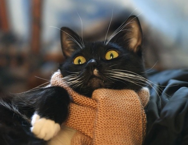 Коты и Кошки