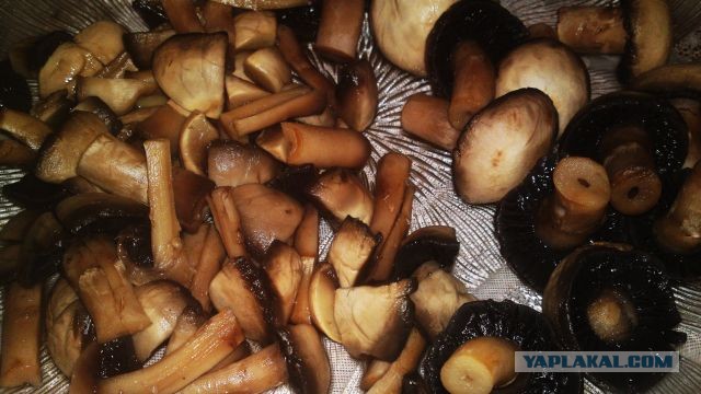 International одной книги., В память о Дженибеке.