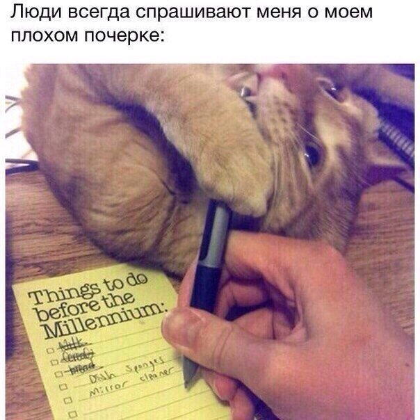 Котовторник 8.08.2017