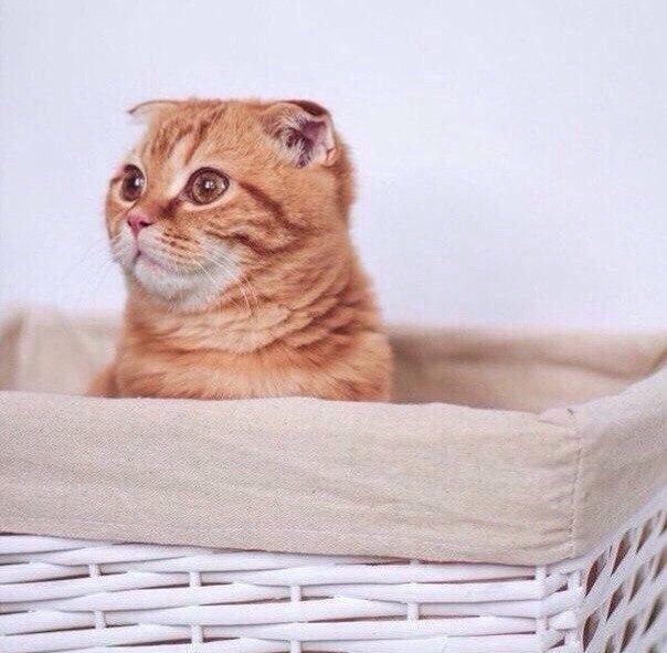 Коты и Кошки