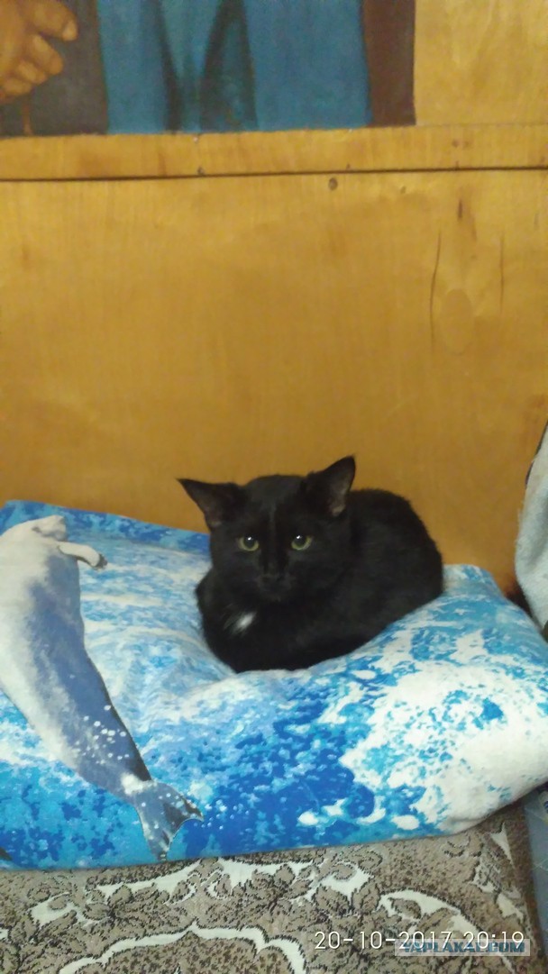 Котовторник 24.10.2017