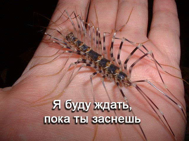 Не орите рядом с личинками