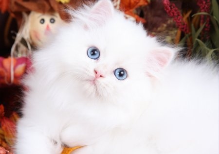 Прикольных котов пост