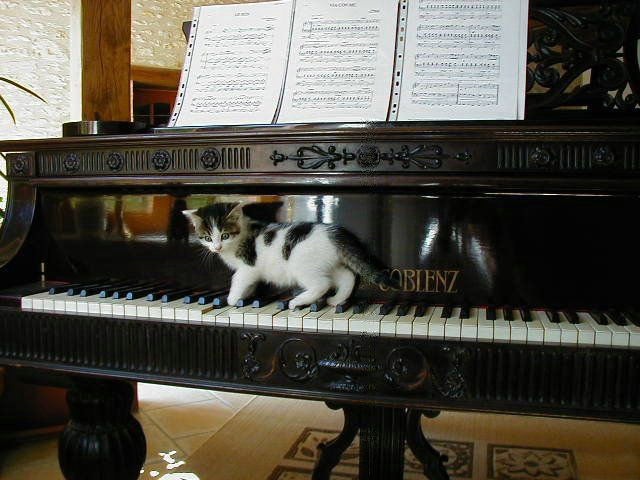 Прикольные коты на среду! ОЧЕНЬ МНОГО!