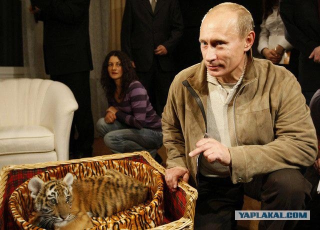 Путину на ДР подарили тигренка