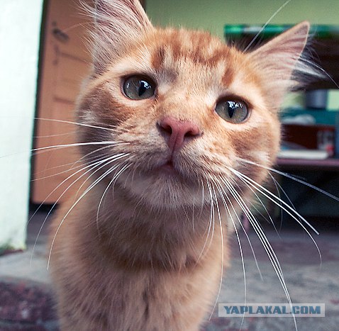 Котовторник на ЯПлакалъ