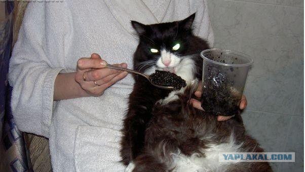 Котовторник в ЯПонии (58 фот)
