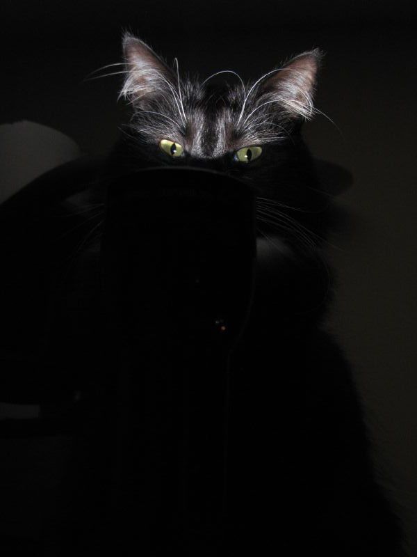 Котовторник ужасов (36 фот)