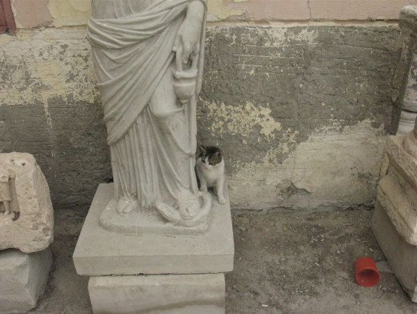 Котовторник в Египте