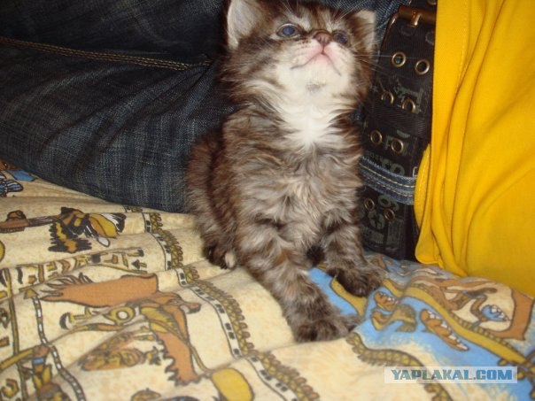 Котопятница