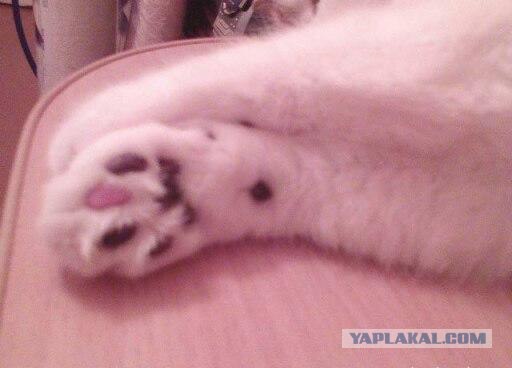 Котовторник. А как же?!