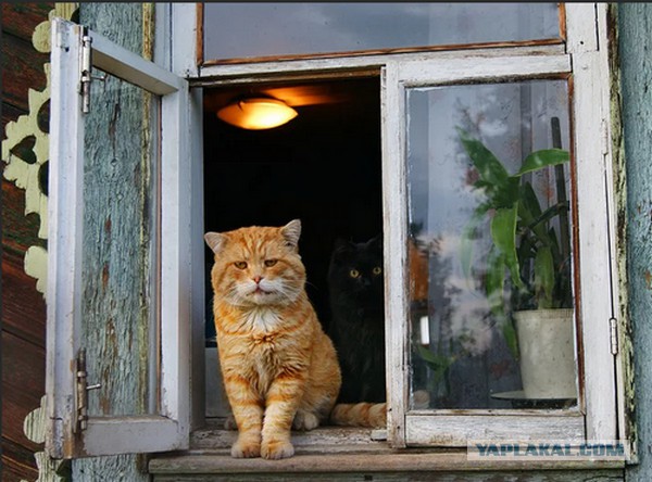 Кот непонятного возраста