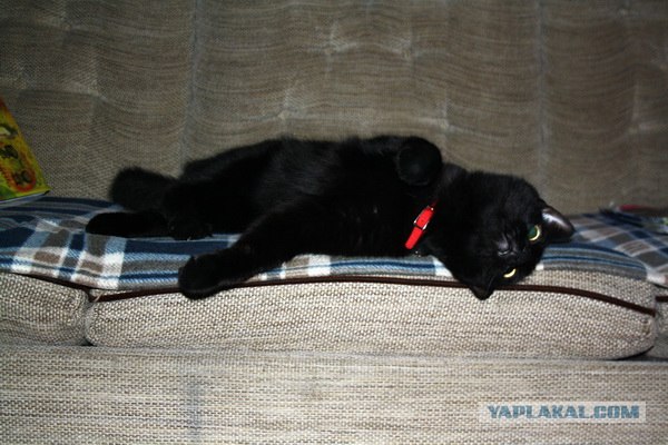 Сонный Котовторник