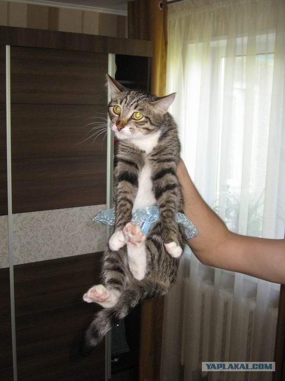 Котовторник 27.12.11