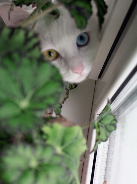 Котовторник (24. 01. 2012 )