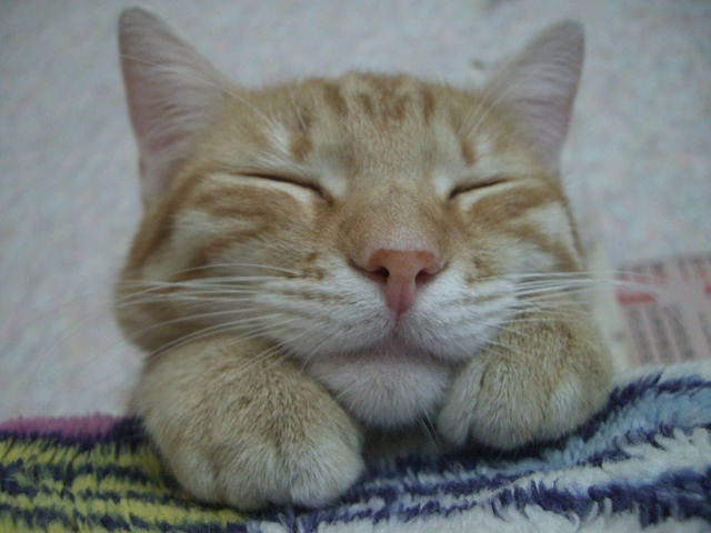 Котовторник (14.02.2012)