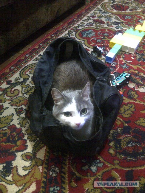 КОТОВТОРНИК (6.03.2012)
