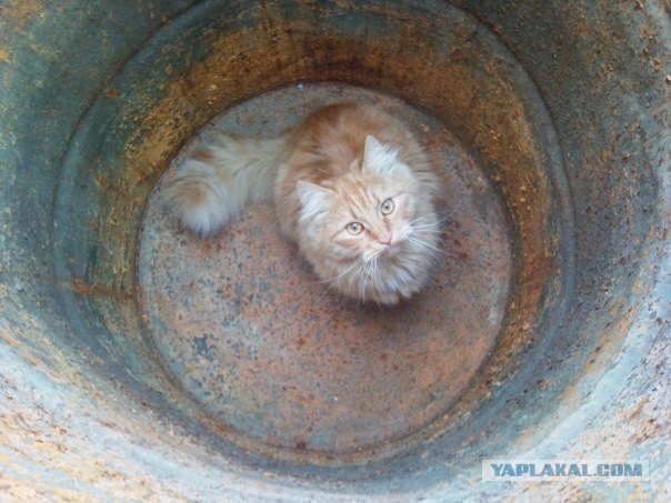 Котовторник! 13.03.2012