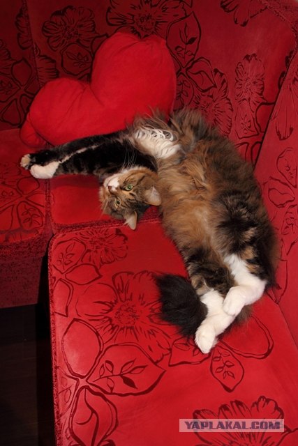Котовторник 10.04.2012