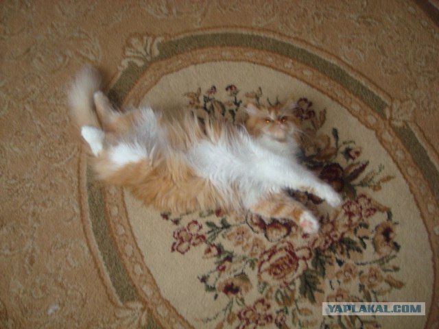 Котовторник 07.08.2012