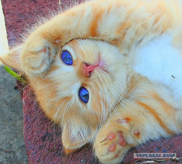 Котовторник  16.10.12