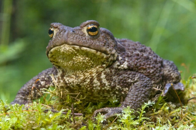 Скоро полетят кровопивцы. Пару советов от народа