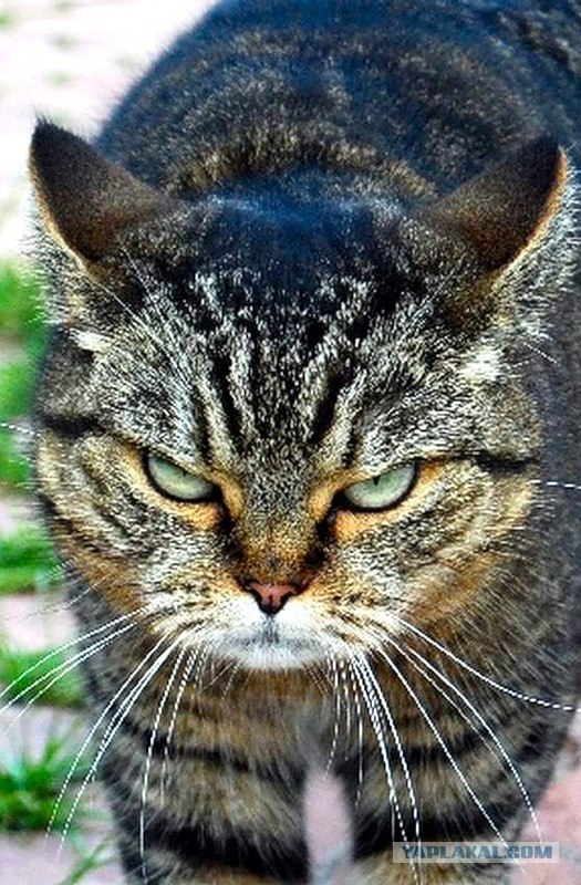 Мистическая история (или не надо спать за рулем) - ЯПлакалъ