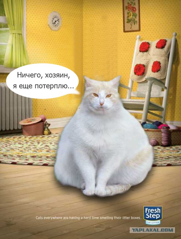 кошки, которым ну очень надо